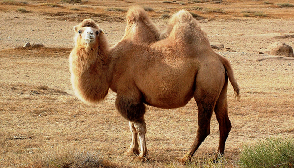 1-2 What is a Camel? | Smrt English